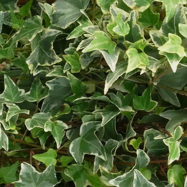 Lierre des bois 'Little Diamond' - hedera helix - Photo 4
