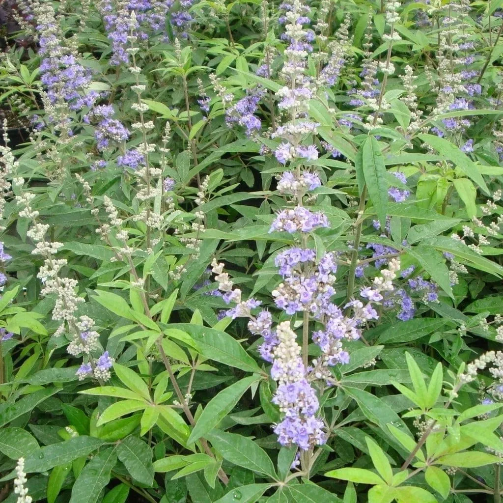 VITEX agnus-castus  / Arbre au poivre