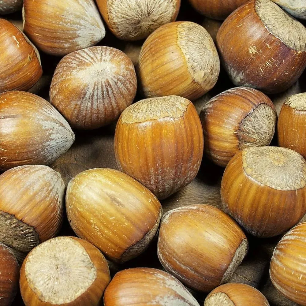 CORYLUS avellana 'Coxford' / Noisetier 'Coxford'