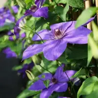 Clématite 'Xerxes' - clematis - Photo 3