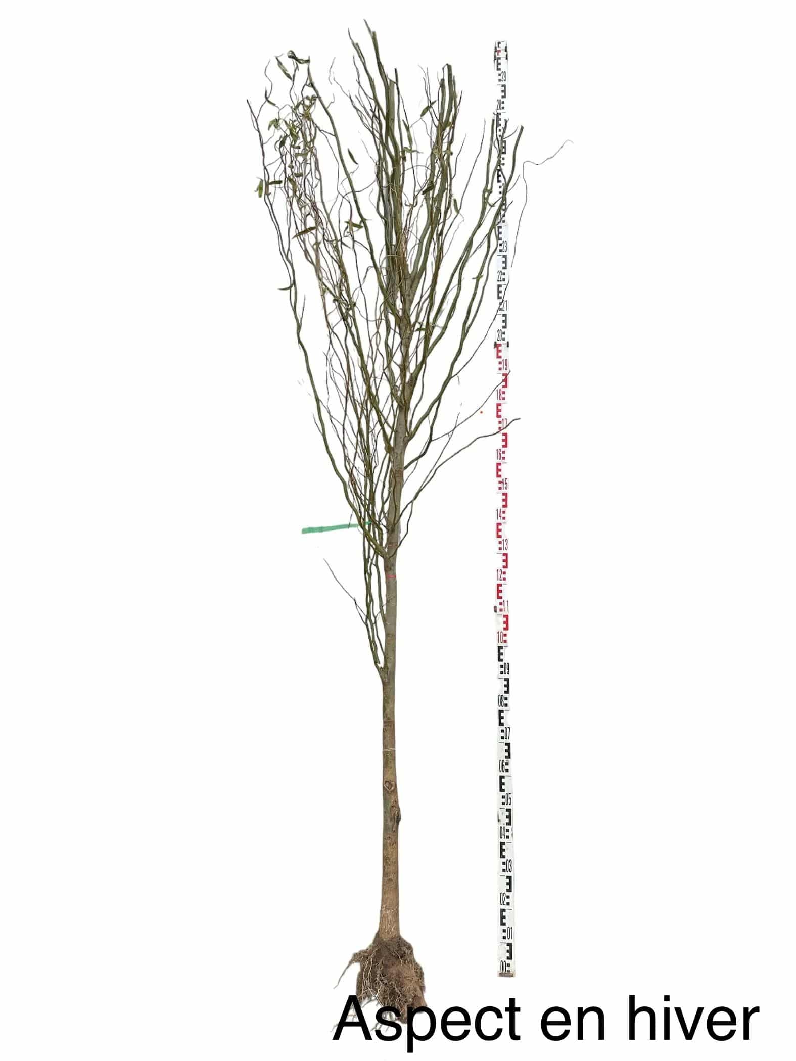 SALIX babylonica ‘Tortuosa’ / Saule tortueux - Photo 3