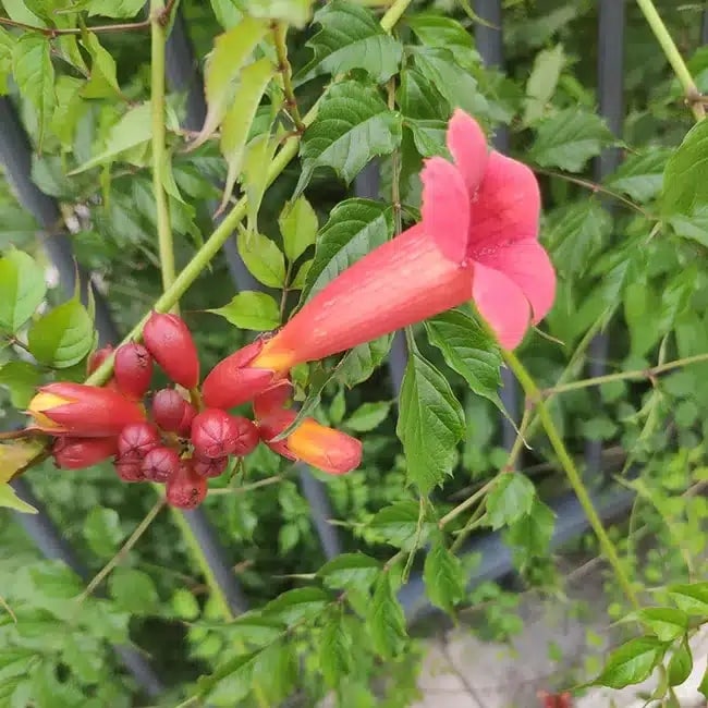 BIGNONE de Virginie - campsis radicans - Photo 3
