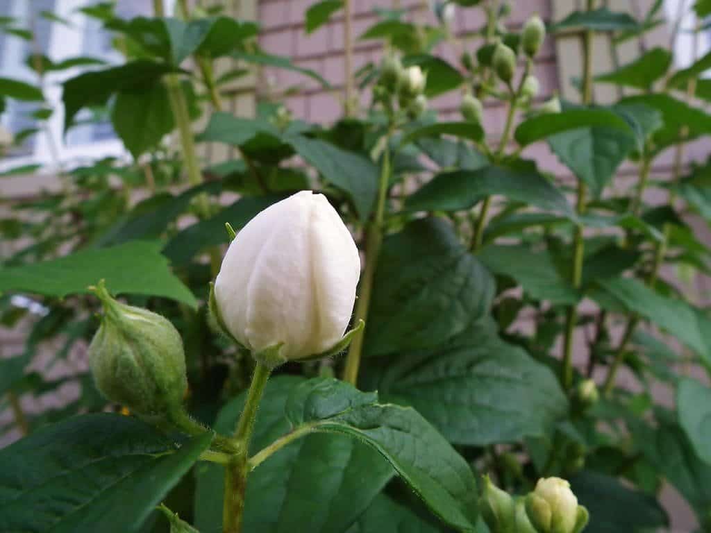 PHILADELPHUS ‘Virginal’ / Seringat 'Virginal' - Photo 3