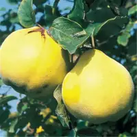 Cydonia vulgaris ‘Champion’ / Cognassier commun 'Champion' - Photo 1