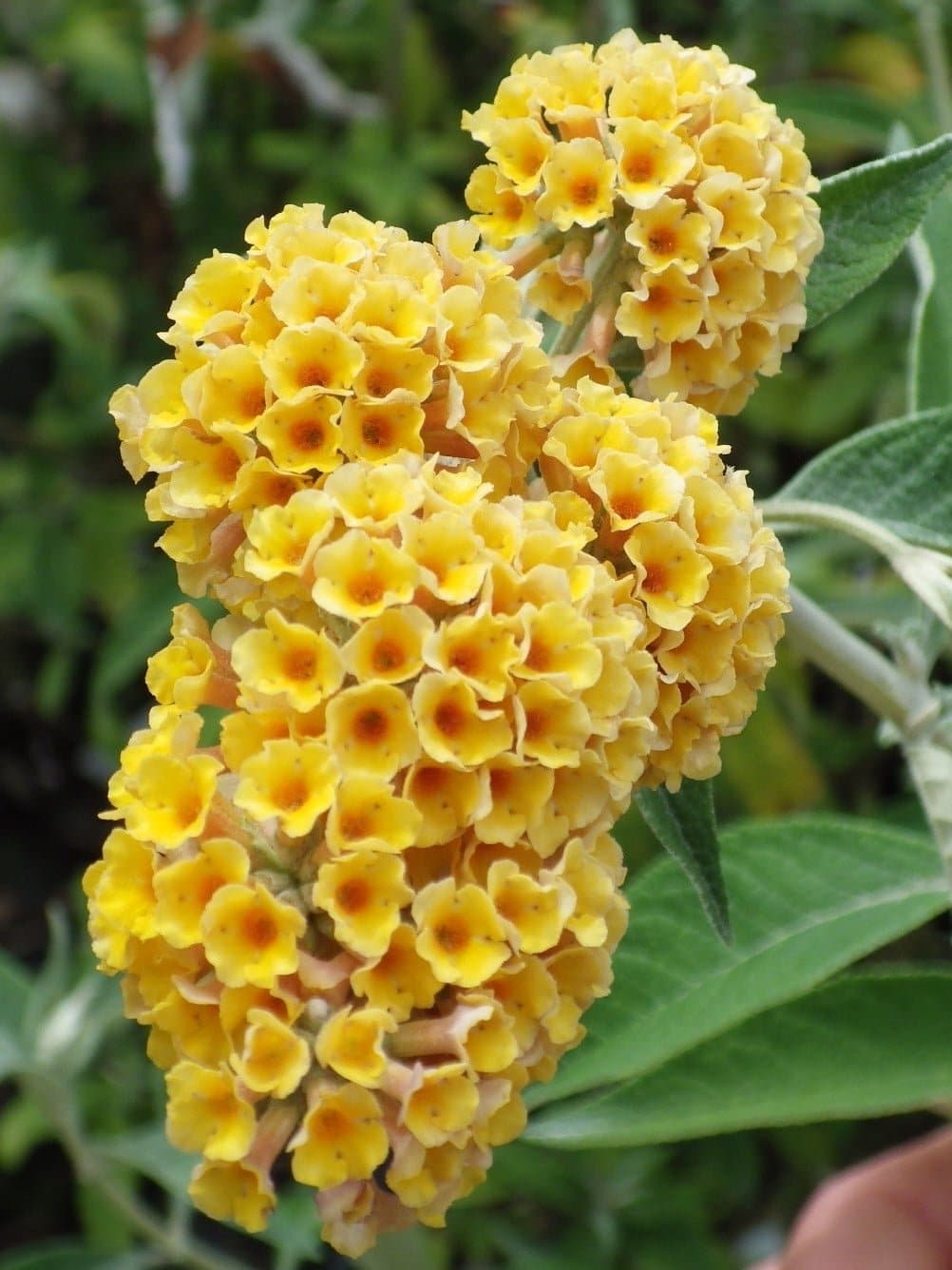 BUDDLEJA weyeriana 'Sungold' / Arbre aux papillons 'Sungold' - Photo 1