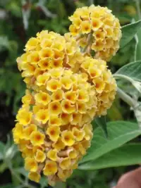BUDDLEJA weyeriana 'Sungold' / Arbre aux papillons 'Sungold' - Photo 1