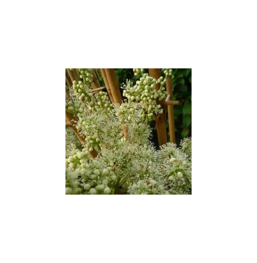 POLYGONUM aubertii / Renouée grimpante - Photo 3