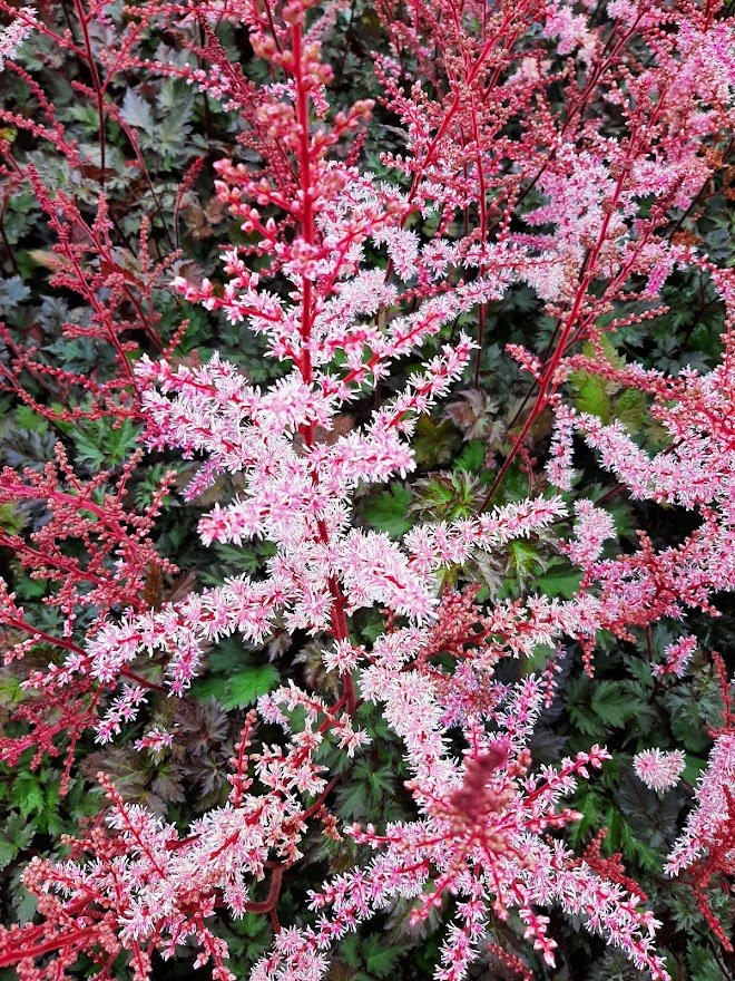 ASTILBE (S) 'HENNIE GRAAFLAND' / Fausse spirée - Photo 1