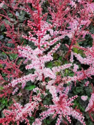 ASTILBE (S) 'HENNIE GRAAFLAND' / Fausse spirée