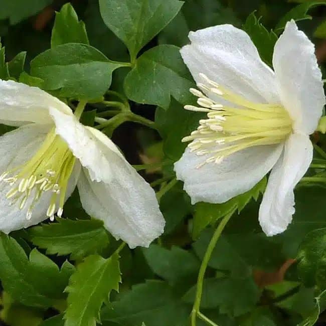 Clématite de Noël 'Wisley Cream'- clematis cirrhosa - Photo 1
