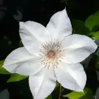 Clématite 'Valge Daam' - clematis patens - Photo 1