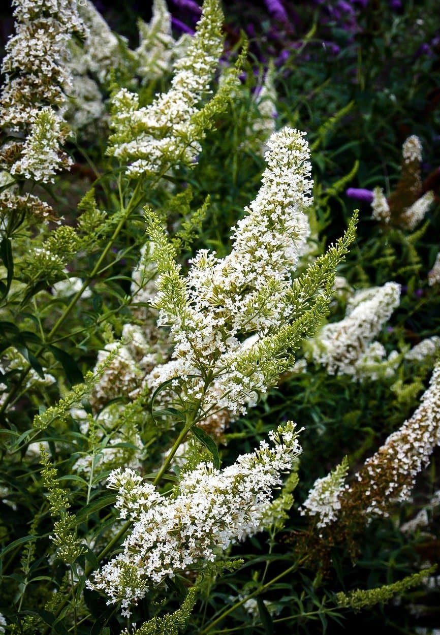 BUDDLEJA davidii ‘Nanho white’ / Arbre aux papillons nain 'blanc' - Photo 3