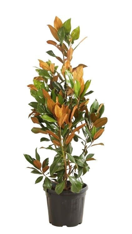 Magnolia grandiflora gallisoniensis / Magnolia grandiflora Galissonière - Photo 5