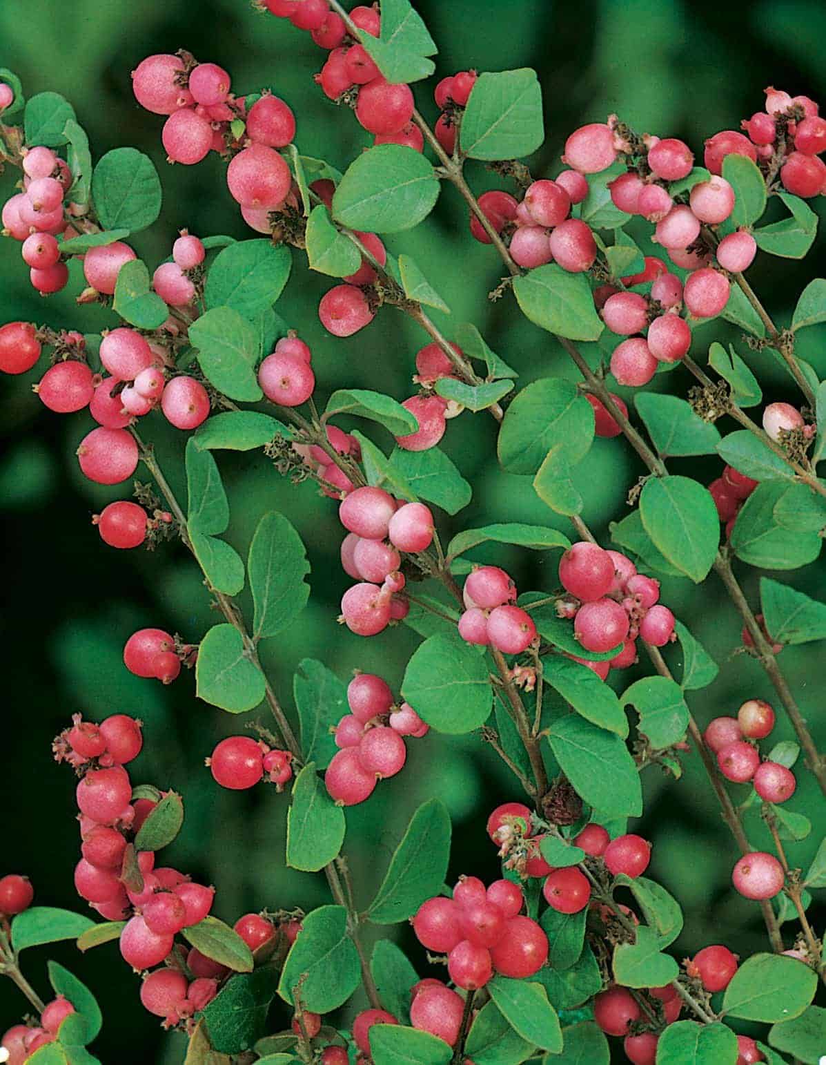 SYMPHORICARPOS x doorenbosii ‘Magic Berry’ / Symphorine 'Magic Berry' - Photo 1