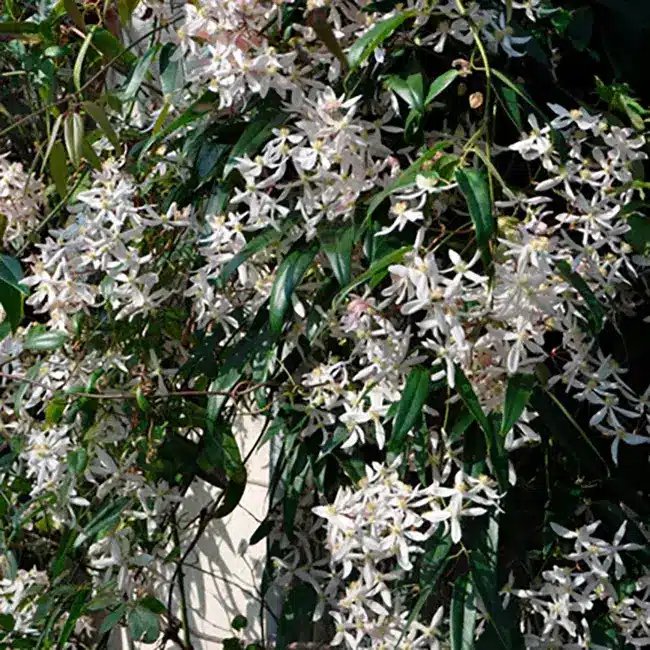Clématite d'Armand - clematis armandii - Photo 1