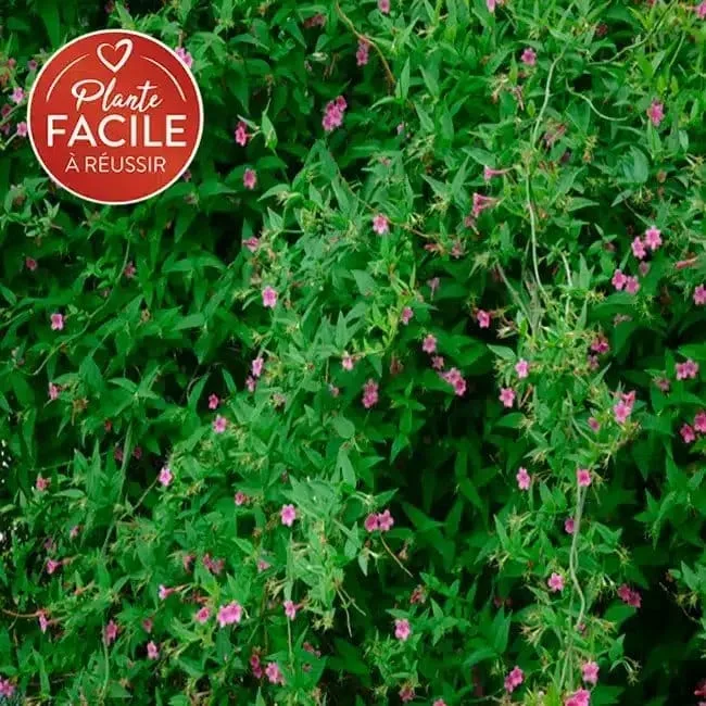 Jasmin rose 'Beesianum' - jasminum