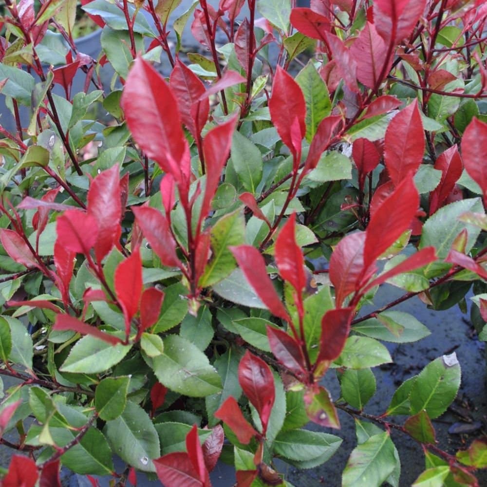 PHOTINIA x fraseri ‘Little Red Robin’ / Photinia nain - Photo 2