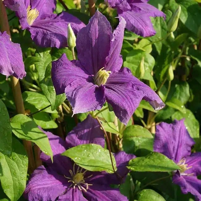 Clématite 'Luther Burbank' - clematis - Photo 2