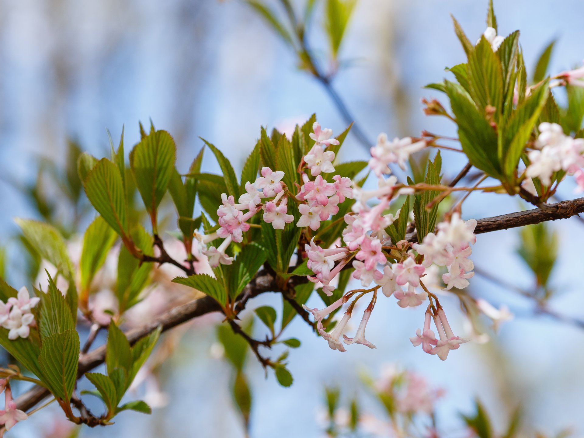VIBURNUM farreri (fragrans) / Viorne odorante - Photo 1
