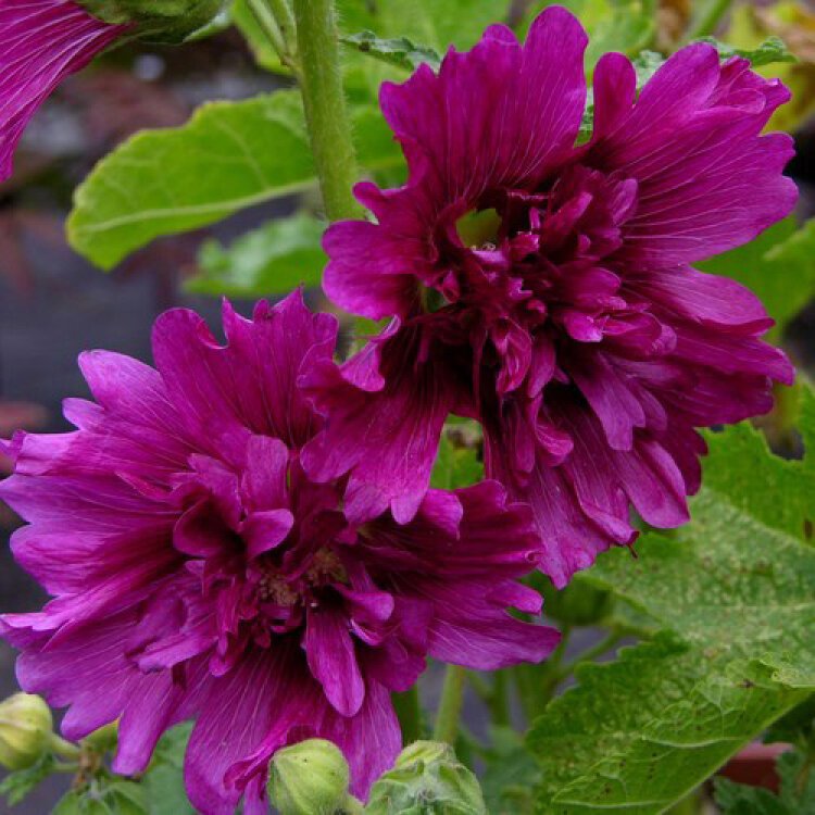 ALCEA ROS. 'CHATER'S DOUBLE PURPLE' / Rose-trémière - Photo 2