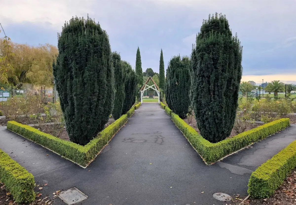 TAXUS baccata ‘Fastigiata’ / If d'Irlande - Photo 2