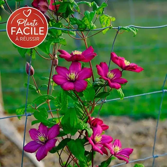 Clématite 'Ville de Lyon' - clematis - Photo 1