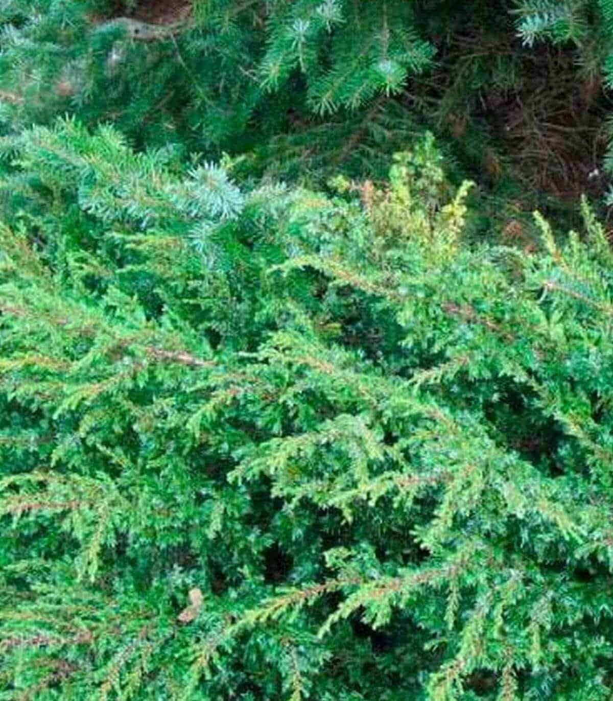 JUNIPERUS communis ‘Repanda’  / Genévrier commun 'Repanda' - Photo 1