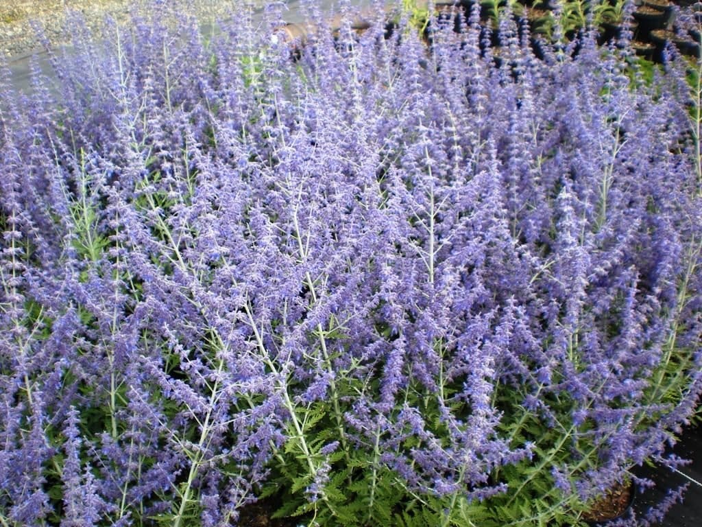 Perovskia atriplicifolia 'Blue Spire' / Sauge d'Afghanistan 'Blue Spire - Photo 2