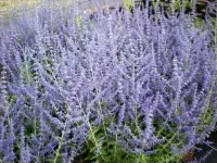 Perovskia atriplicifolia 'Blue Spire' / Sauge d'Afghanistan 'Blue Spire - Photo 2
