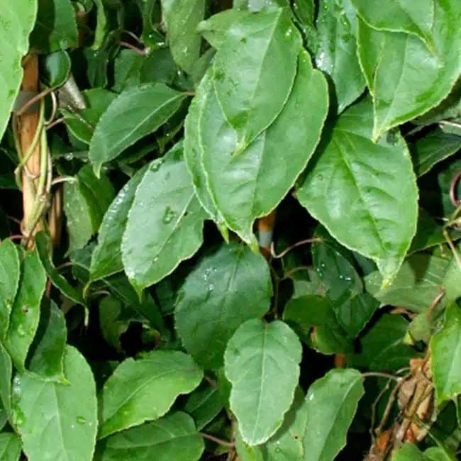 Kiwaï male - actinidia arguta - Photo 3