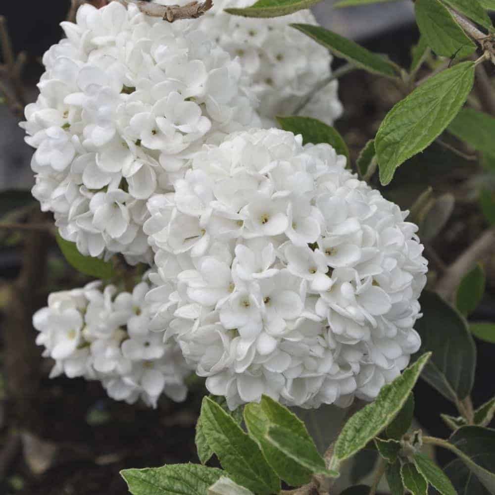 VIBURNUM 'Eskimo' / Viorne 'Eskimo' - Photo 2