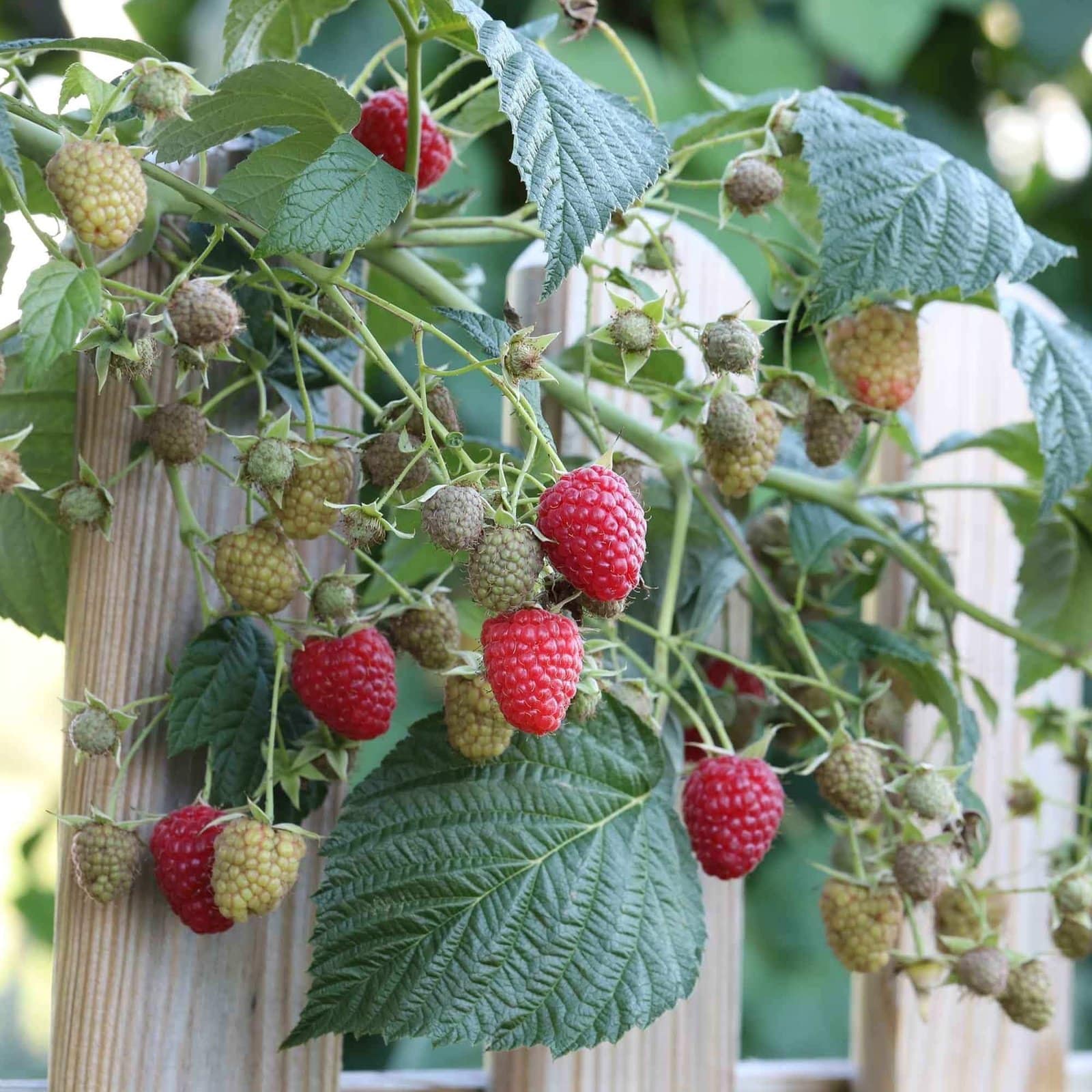 Framboisier Autumn Bliss - Rubus idaeus 'Autumn Bliss' - Photo 2