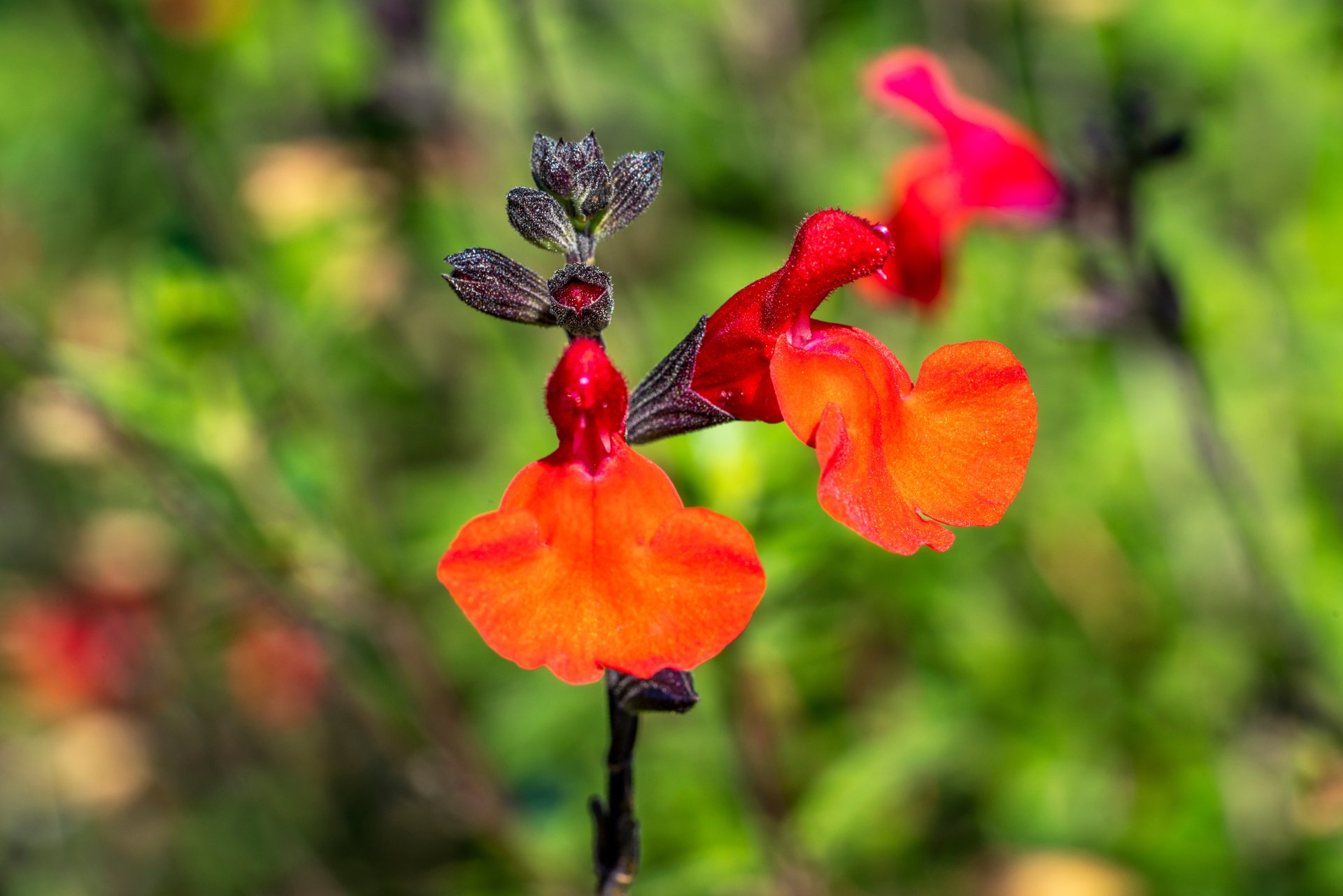 SALVIA microphylla 'Royal Bumble' / Sauge de Graham - Photo 2