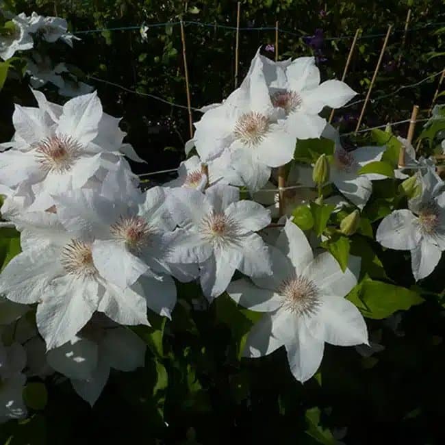 Clématite 'Valge Daam' - clematis patens - Photo 3