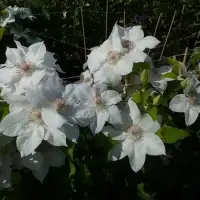 Clématite 'Valge Daam' - clematis patens - Photo 3