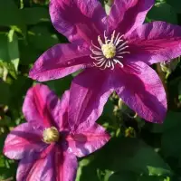 Clématite 'Sunset' - clematis - Photo 3