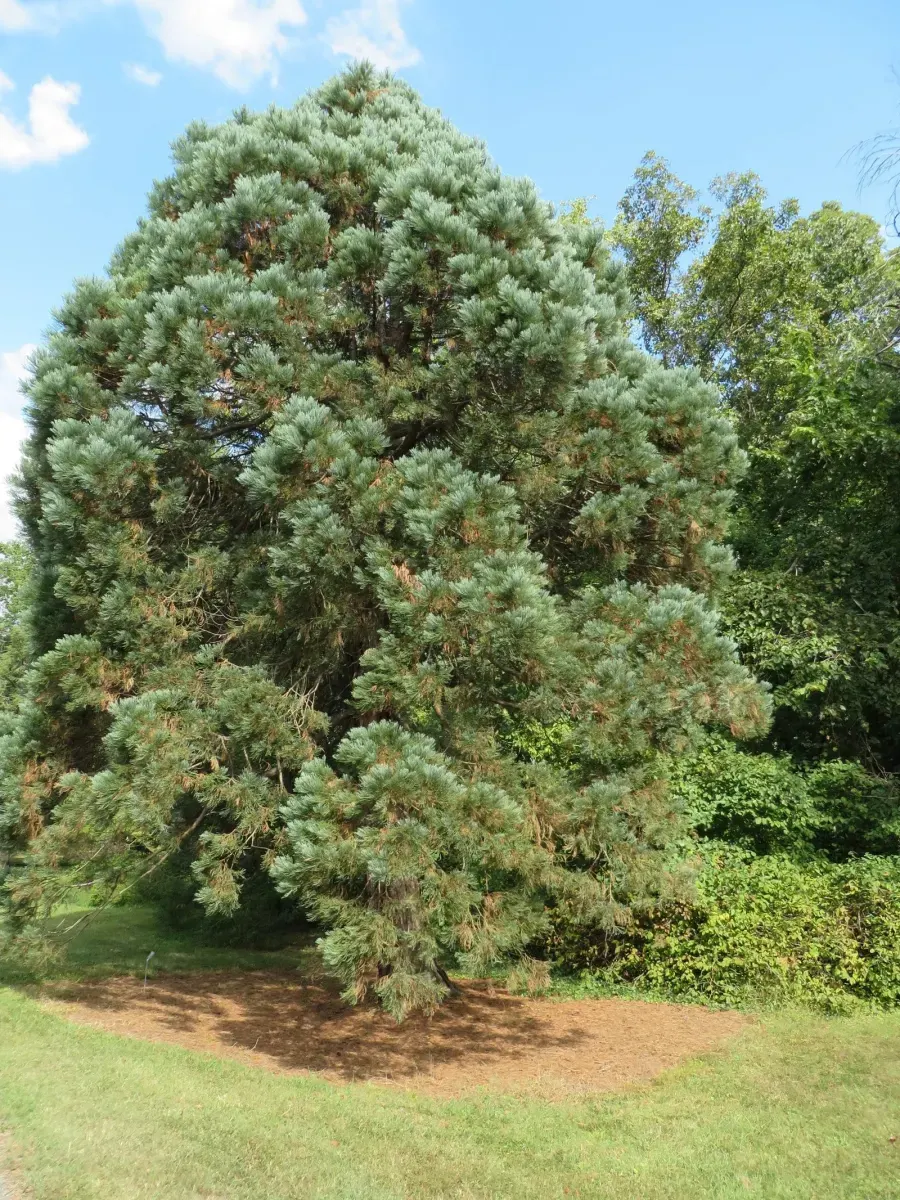 SEQUOÏADENDRON giganteum / Séquoia géant - Photo 2