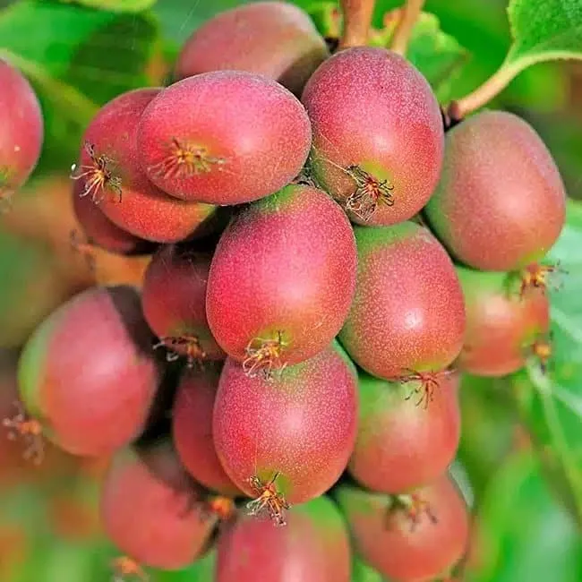 Kiwaï femelle 'Ananasnaya' - actinidia arguta