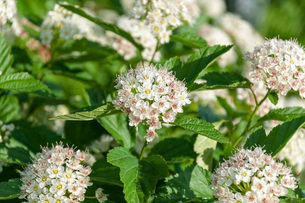 PHYSOCARPUS opulifolia ‘Dart’s Gold’ / Physocarpe à feuilles dorée - Photo 2