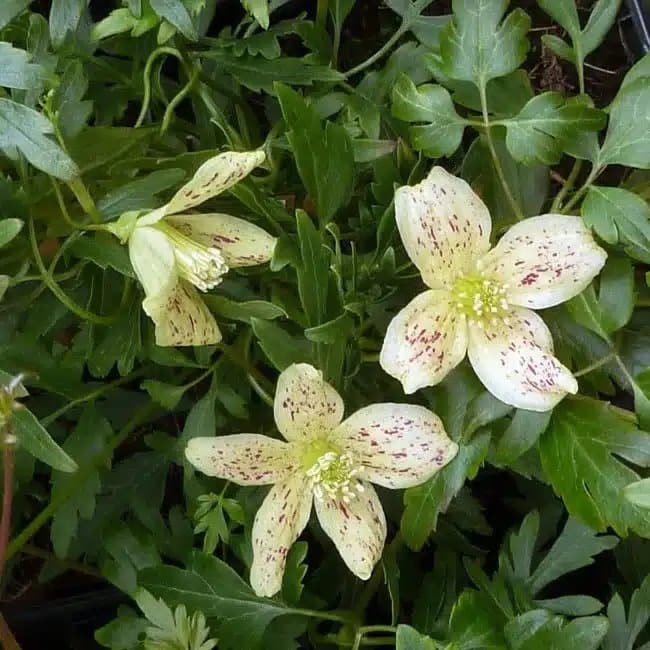 Clématite de Noël 'Balearica' - clematis cirrhosa - Photo 3