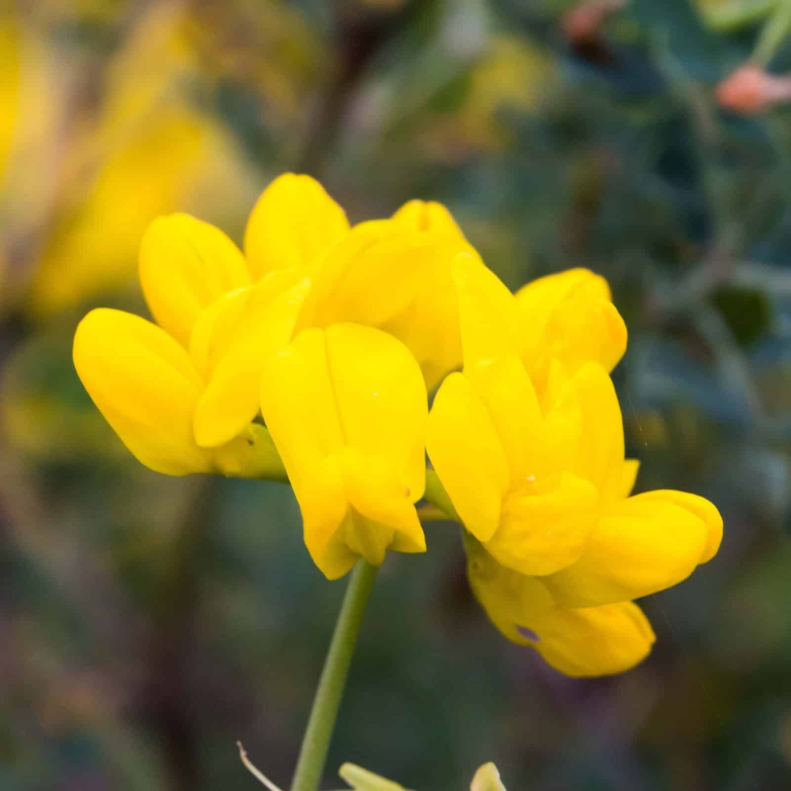 CORONILLA valentina glauca / Coronille glauque - Photo 1