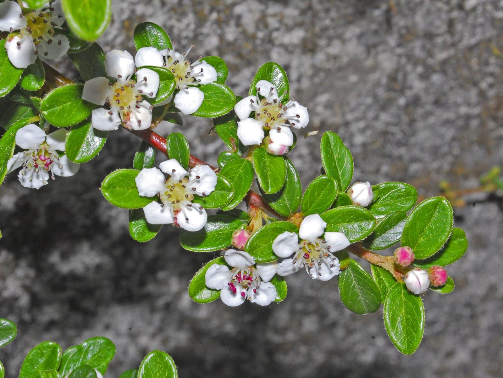 COTONEASTER horizontalis / Cotoneaster horizontal - Photo 2