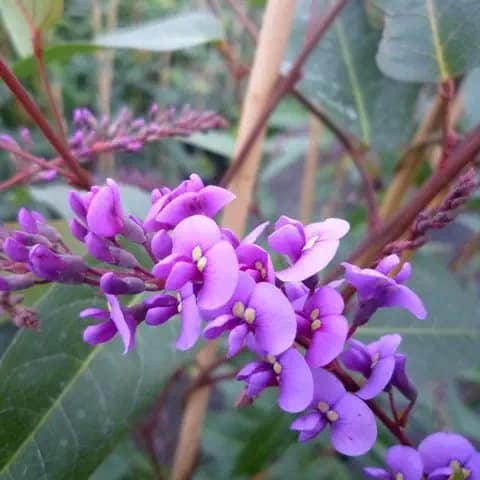 Hardenbergia violacea - glycine australienne - Photo 3