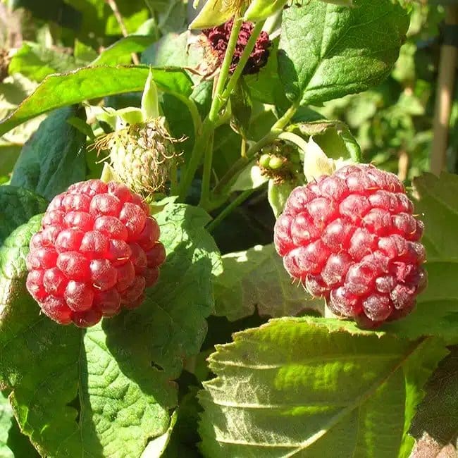 Mûre-framboise 'Loganberry' - rubus - Photo 3