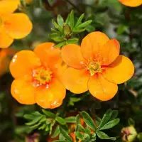 Potentilla fruticosa ‘Tangerine’ / Potentille orange - Photo 1