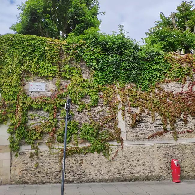 Vigne vierge japonaise 'Veitchii Robusta' - parthenocissus - Photo 4