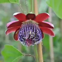 Passiflore quadrangularis - Barbadine ou Grenadille Géante - Photo 3
