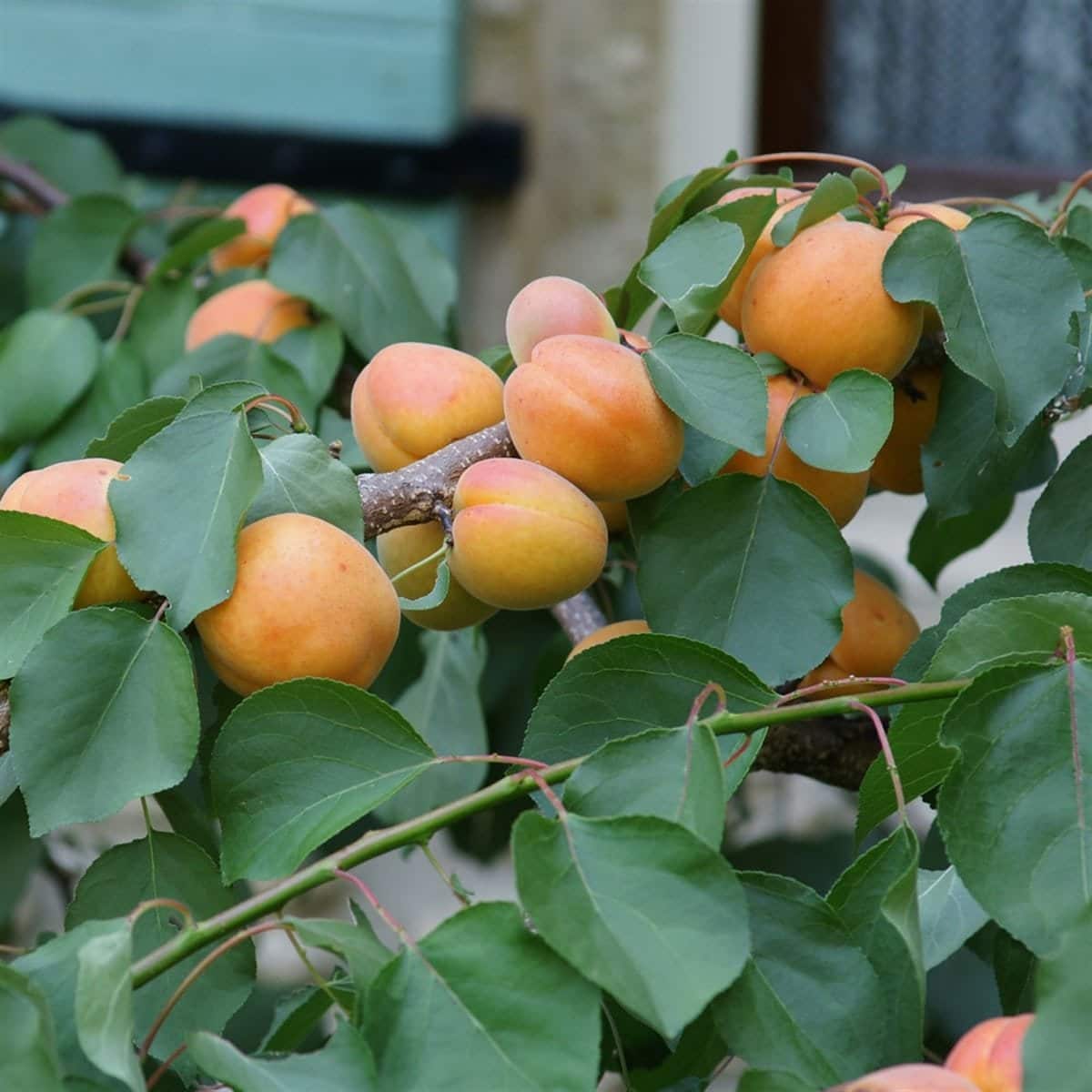 Prunus armeniaca 'Bergeron' / Abricotier Bergeron - Photo 3