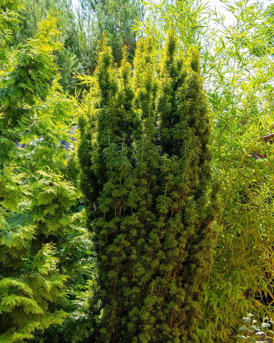 TAXUS baccata 'Fastigiata Aurea' / If d'Irlande doré - Photo 1