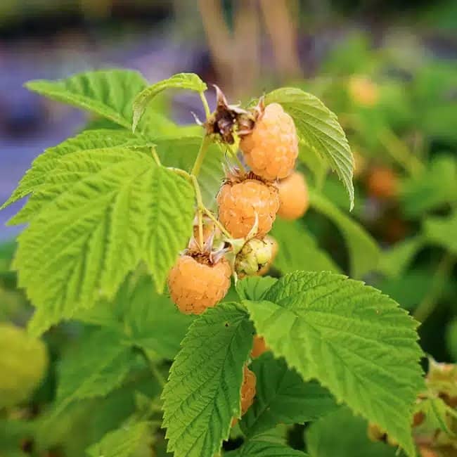 Framboisier remontant 'Fall Gold' - rubus idaeus - Photo 1
